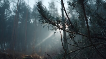Obraz premium Sunbeams pierce misty forest