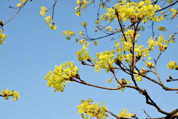 Young leaves and buds on a tree branch against the blue sky on a sunny spring day