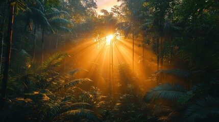 Fototapeta premium Sunbeams in a lush forest