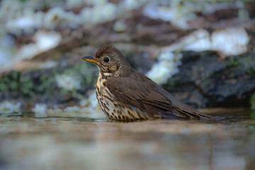 Song thrush (Turdus philomelos), taking a bath in the bird feeder. Best 4K resolution, close up portrait.
