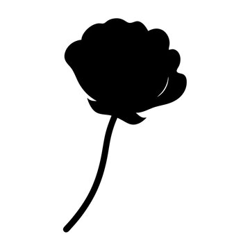 recommend clip art: ranunculus flower minimalist silhouette vector - for nature graphic design projects ranunculus, plant flower modern artwork.