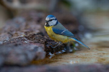 Eurasian Blue Tit, Cyanistes caeruleus (sýkora modřinka), in the blurred background take bath at the forest waterhole 
