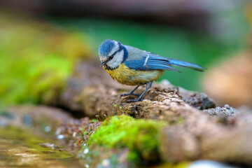Bird - Blue Tit (Cyanistes caeruleus) perched on tree Cute blue tit sitting on the branch. Cyanistes caeruleus. Wildlife scene with a song bird. Autumn in the nature.