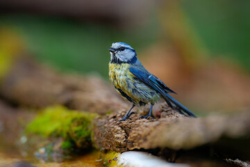Bird - Blue Tit (Cyanistes caeruleus) perched on tree Cute blue tit sitting on the branch. Cyanistes caeruleus. Wildlife scene with a song bird. Autumn in the nature.