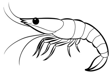 shrimp silhouette line art vector illustration with a white background