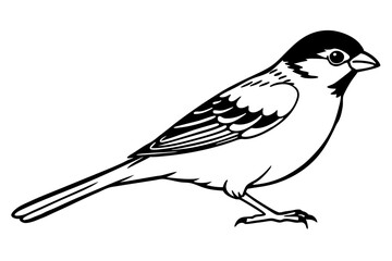 sparrow silhouette line art vector illustration with a white background