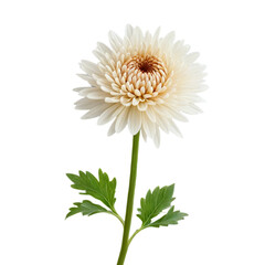 pink gerber flower isolated on white