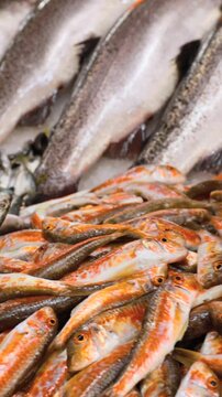 Fresh Sea Salmon, European Anchovy Fish and Mullus On Display On Ice On Market Store Shop. Seafood Fish Background. Salmon Is A Fairly Species Of Salmon. European Anchovy Is Forage Fish Somewhat