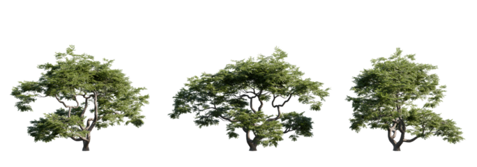 Realistic Acer palmatum tree with detailed trunk and foliage. Ideal for professional designers, landscape artists, and environment artists. Exported as transparent PNG