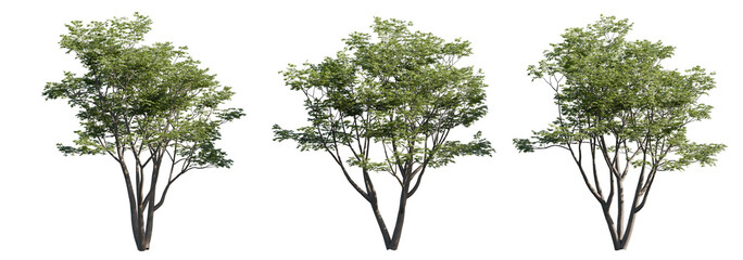 Cutout Acer Palmatum Tree. A detailed summer-view Japanese maple tree with full green canopy,...