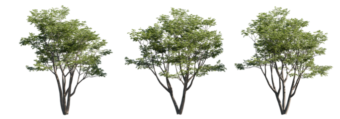 Cutout Acer Palmatum Tree. A detailed summer-view Japanese maple tree with full green canopy, perfect for use in 3D renders, presentations, or photo manipulations. Isolated and trimmed with precision.