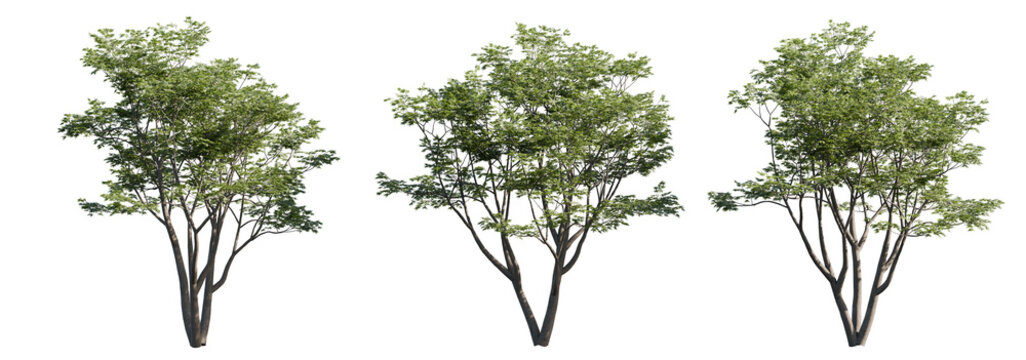 Cutout Acer Palmatum Tree. A detailed summer-view Japanese maple tree with full green canopy, perfect for use in 3D renders, presentations, or photo manipulations. Isolated and trimmed with precision.