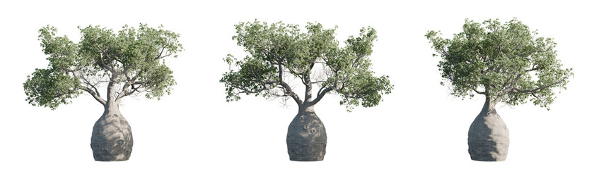 Adansonia Gregorii – Isolated PNG of Australian Bottle Tree, Shadowless