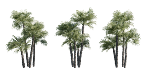 isolated cutout palm , silver saw palmetto, everglades palm, acoelorrhape wrightii in 3 different angle, best use for landscape design