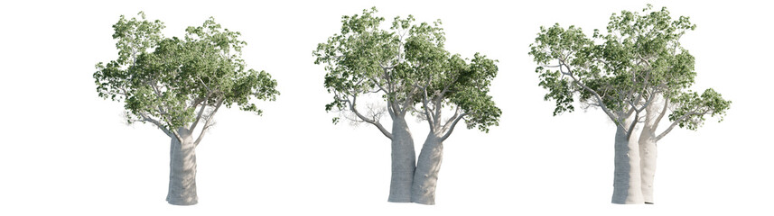 Boab Tree Cutout (Adansonia gregorii) – Thick Trunk with Green Canopy, PNG