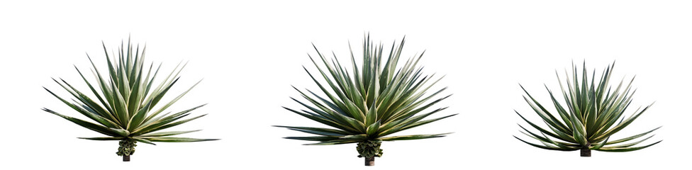 Agave Angustifolia Plant Isolated on Transparent Background – High-Resolution PNG for Landscaping...