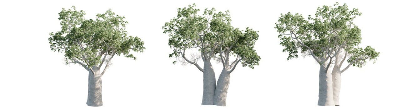 Boab Tree Cutout (Adansonia gregorii) &ndash; Thick Trunk with Green Canopy, PNG