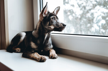 Portrait of sad dog looking out of the window with lonely look. Homeless mongrel doggy in a kennel....