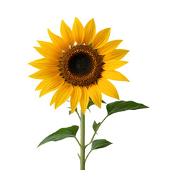 Obraz premium sunflower isolated on white