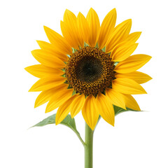 Fototapeta premium sunflower isolated on white