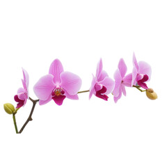 Obraz premium orchid isolated on white background