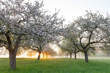 Voralbgebiet Streuobstwiese blüht – Apfelbaumallee im Morgenlicht mit Bodennebel.