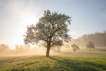 frische Blüte, Morgenlicht, Bodennebel… einfach magisch! Voralbgebiet Streuobstwiese blüht –...