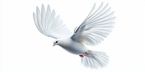 Obraz premium A graceful white dove in flight against a soft white backdrop.
