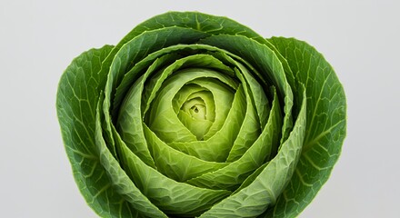 Fototapeta premium Fresh Green Cabbage Brassica Oleracea Derivative Product Mockup with Leafy Layers on White Backdrop Detailed Botanical Illustration for Promotion