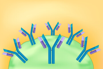 Antibody molecule. Immunoglobulin. Humoral immunity. Adaptive immune response. Human immune system.