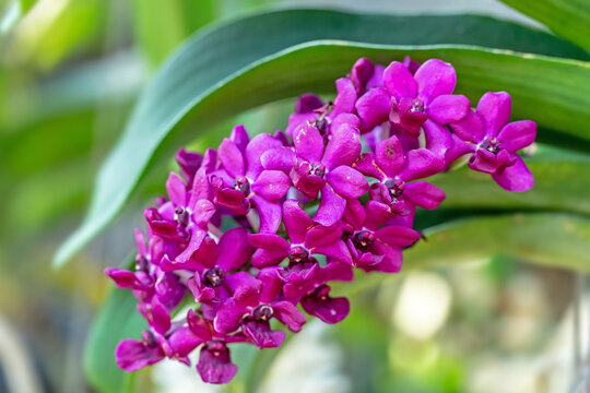 Wild orchid family Rhynchostylis gigantea