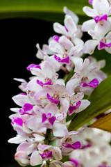 Wild orchid family Rhynchostylis gigantea