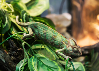 Yemen chameleon, (Chamaeleo calyptratus) in a terrarium, close-up