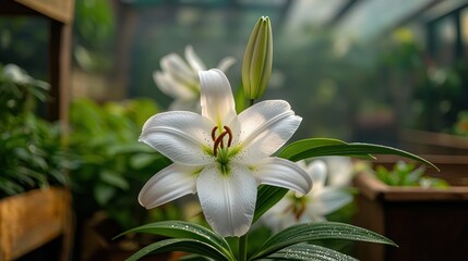 Obraz premium White Lily in Greenhouse