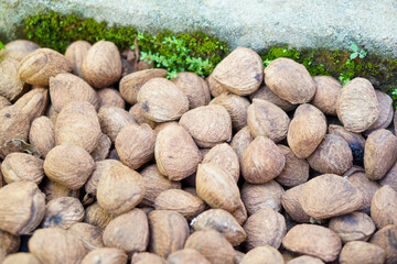 Kepayang, pangi or kaloa is a fruit used as a cooking spice known as keluak. It gives a blackish brown color, such as the use of rawon, brongkos, gabus picung, keluak spiced meat, and konro soup.