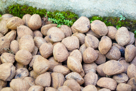Kepayang, pangi or kaloa is a fruit used as a cooking spice known as keluak. It gives a blackish brown color, such as the use of rawon, brongkos, gabus picung, keluak spiced meat, and konro soup.