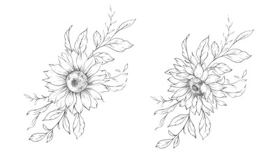 Sunflowers Line Drawing. Outline Sunflowers illustration. Hand Drawn Sunflowers background. Botanical Monochrome Floral Art. Sunflower Wedding