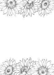 Sunflowers Line Drawing. Outline Sunflowers illustration. Hand Drawn Sunflowers background. Botanical Monochrome Floral Art. Sunflower Wedding
