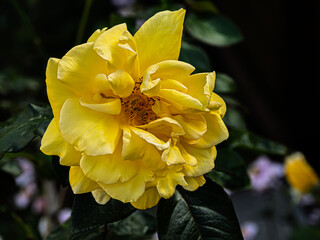 Lovely Yellow Rose In The Wind