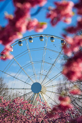 ferris wheel in the park