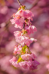 pink cherry blossom