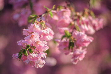 pink cherry blossom