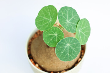 Stephania erecta  green leaves with white flowerpot beauty shape and design from nature,  household small gardening  