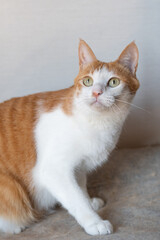 見つめる猫　茶トラ白