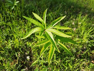 Beauty in nature. The colours of nature. Flowers and trees.
