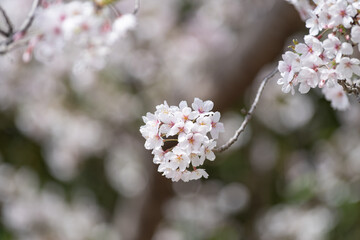 満開の桜
