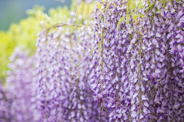 Japanese wisteria