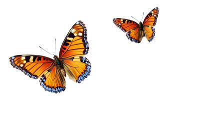 Beautiful butterfly isolated on a white background.