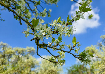 blossoming tree branch stretches across a vivid blue sky, dotted with clouds, symbolizing the freshness and renewal of springtime in nature