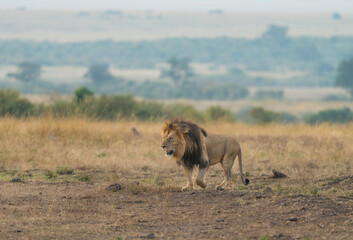 male lion Masai Mara